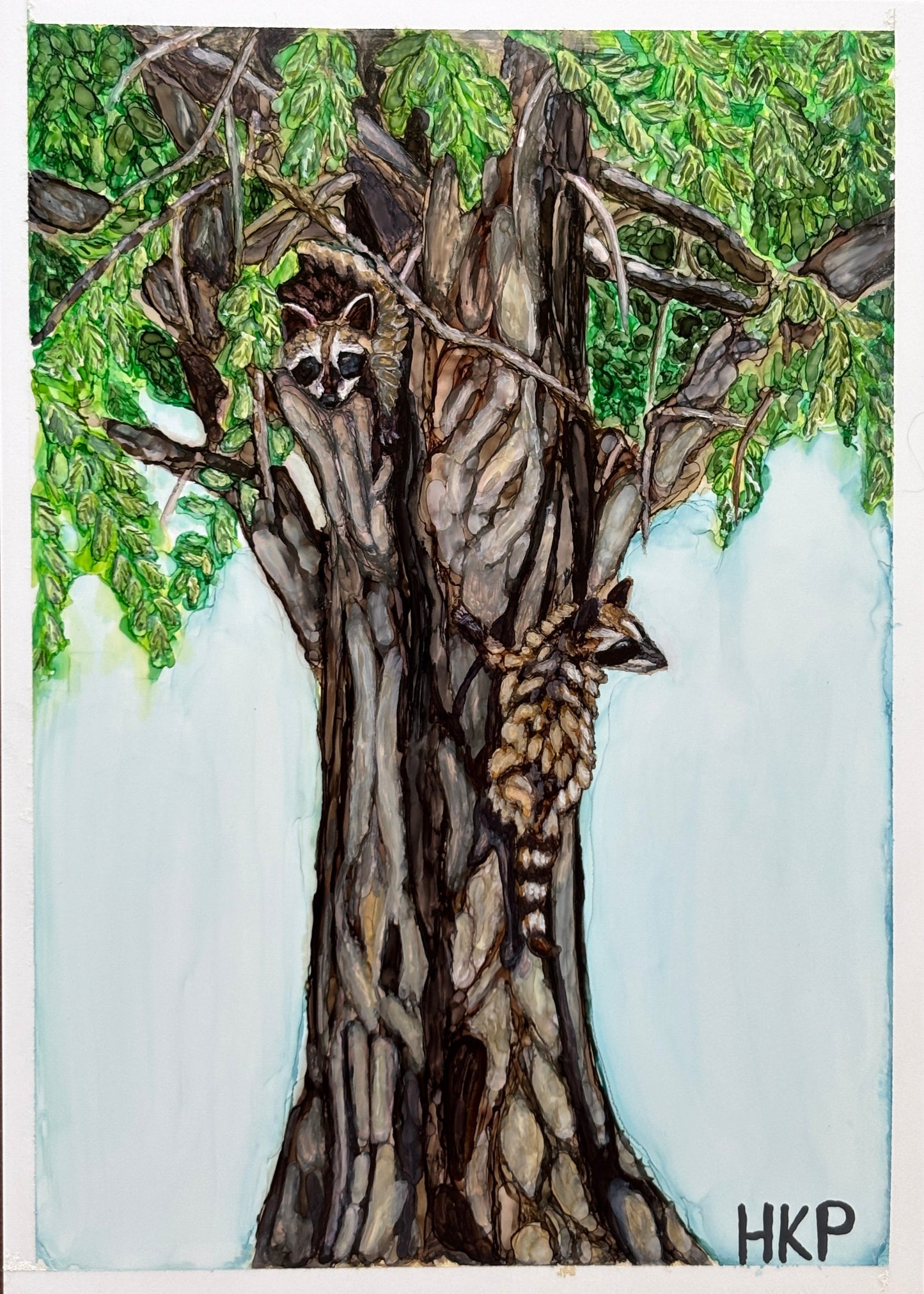 Painting of two young raccoons climbing an oak tree